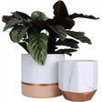 Modern white ceramic planters with rose gold accents showcasing a lush Calathea plant
