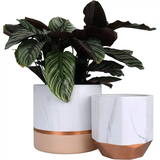 Modern white ceramic planters with rose gold accents showcasing a lush Calathea plant